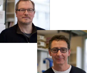 Viral ribonucleoproteins, incorporation of the genome and assembly – Roland MARQUET & Jean-Christophe PAILLART – Associated team